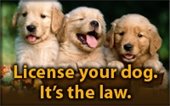 Dog license renewals in West Haven due June 30