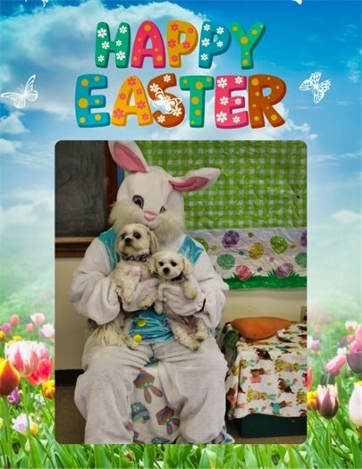 ‘Pup Photos With the Easter Bunny’